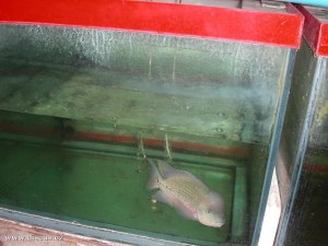 Kitti Discus farm