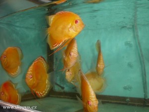 Kitti Discus farm