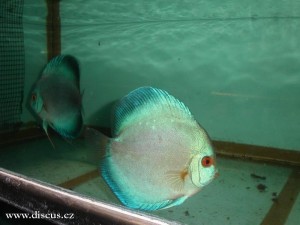 Kitti Discus farm