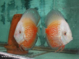 Kitti Discus farm