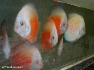 Kitti Discus farm