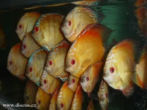 Kitti Discus farm