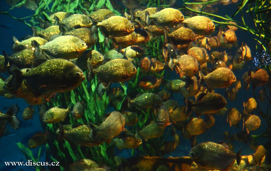 Kuala Lumpur Aquarium