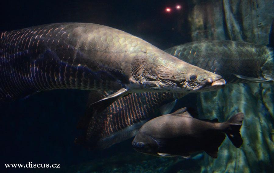 Kuala Lumpur Aquarium