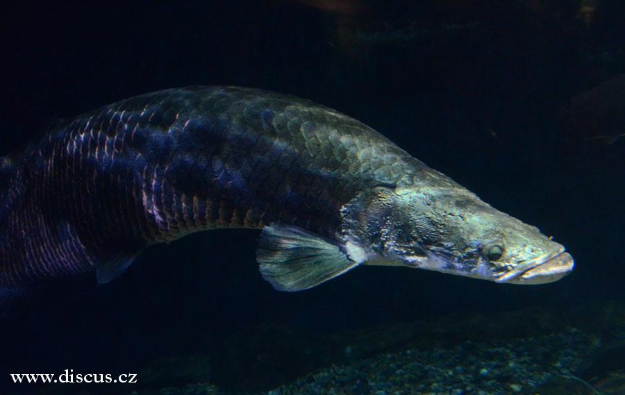 Kuala Lumpur Aquarium