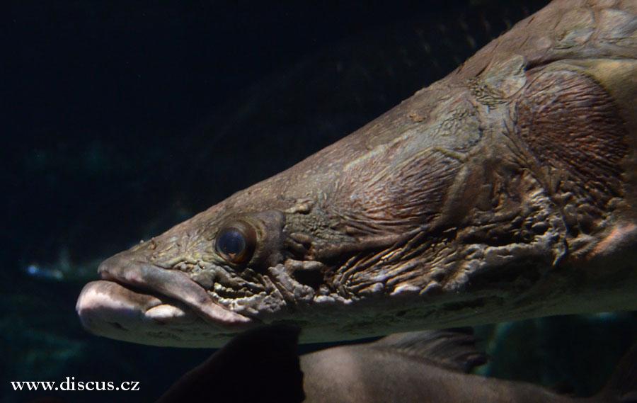 Kuala Lumpur Aquarium