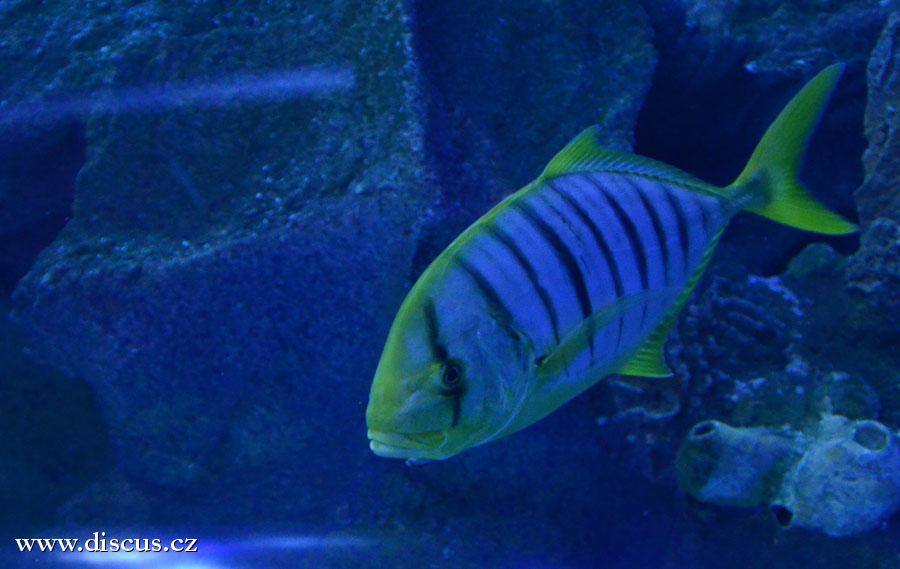 Kuala Lumpur Aquarium