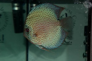 Českým šampionátem terčovců 2009