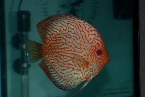 Českým šampionátem terčovců 2009