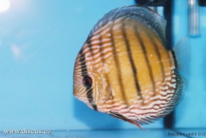 VI. mezinárodní AQUARIUM SHOW