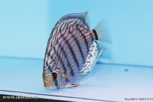 VI. mezinárodní AQUARIUM SHOW