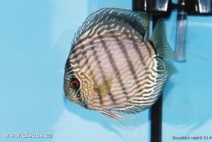 VI. mezinárodní AQUARIUM SHOW