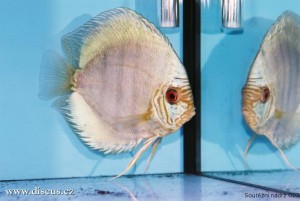 VI. mezinárodní AQUARIUM SHOW