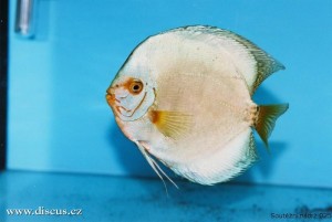 VI. mezinárodní AQUARIUM SHOW