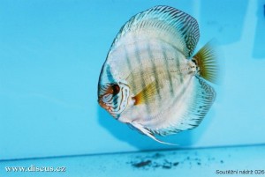 VI. mezinárodní AQUARIUM SHOW