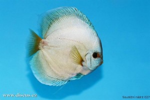 VI. mezinárodní AQUARIUM SHOW