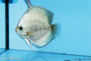 VI. mezinárodní AQUARIUM SHOW