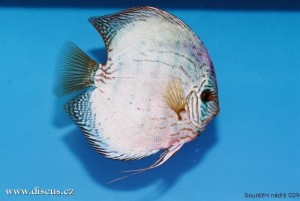 VI. mezinárodní AQUARIUM SHOW