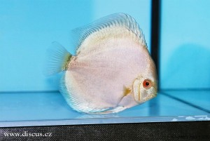 VI. mezinárodní AQUARIUM SHOW