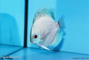 VI. mezinárodní AQUARIUM SHOW