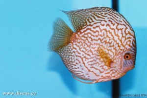 VI. mezinárodní AQUARIUM SHOW