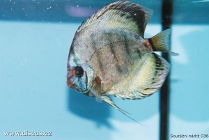 VI. mezinárodní AQUARIUM SHOW