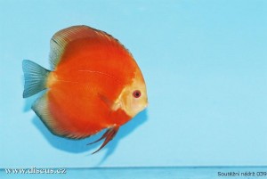 VI. mezinárodní AQUARIUM SHOW