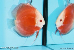 VI. mezinárodní AQUARIUM SHOW